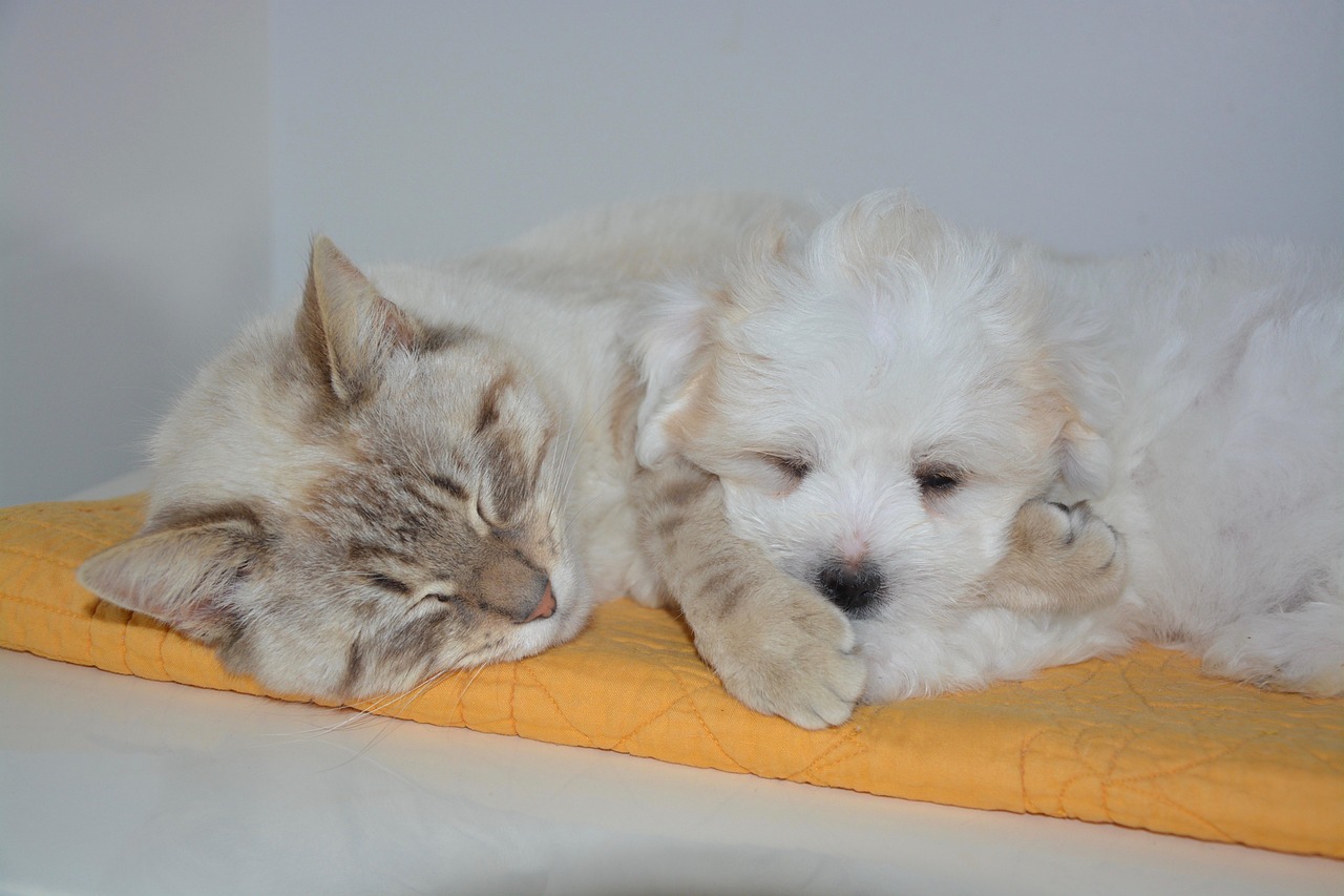 cat, dog, pet, animal, nap