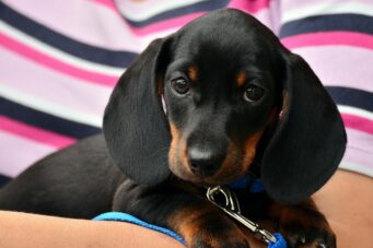 dachshund, puppy, pet, canine, animal, dog, nature, lying, fur, snout, mammal, dog portrait, animal world