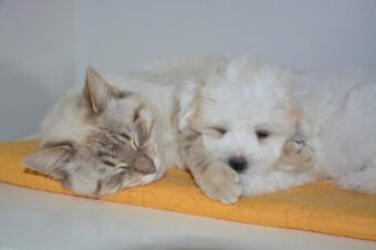 cat, dog, pet, animal, nap