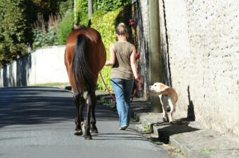 horse, nature, dog, promenade, pet, animal, summer